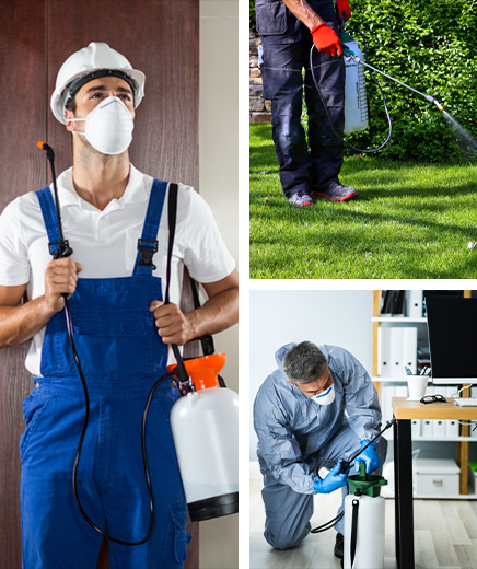 Pest Elimination in Coral Springs