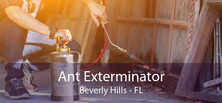 Ant Exterminator Beverly Hills - FL