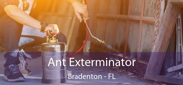 Ant Exterminator Bradenton - FL