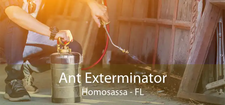 Ant Exterminator Homosassa - FL