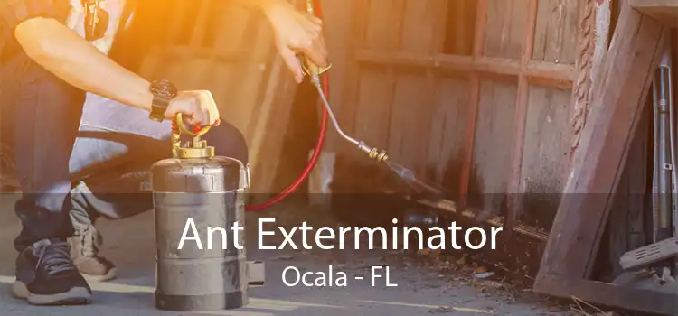 Ant Exterminator Ocala - FL