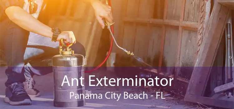 Ant Exterminator Panama City Beach - FL