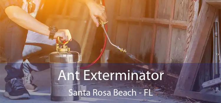 Ant Exterminator Santa Rosa Beach - FL