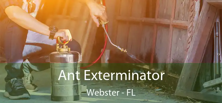  Ant Exterminator Webster - FL