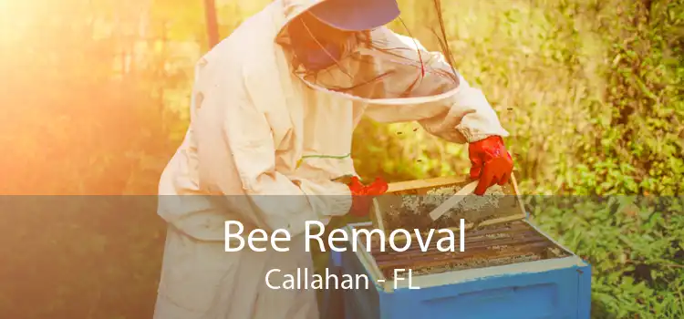 Bee Removal Callahan - FL