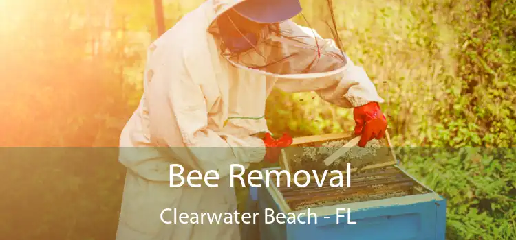 Bee Removal Clearwater Beach - FL