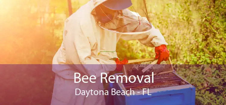 Bee Removal Daytona Beach - FL