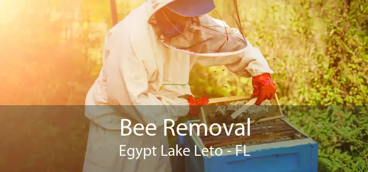 Bee Removal Egypt Lake Leto - FL