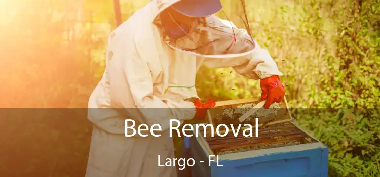  Bee Removal Largo - FL