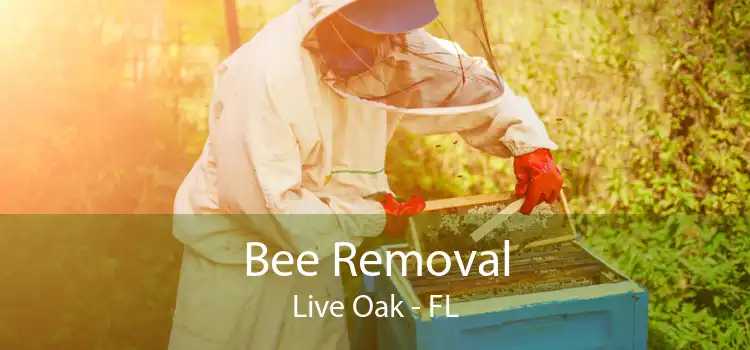 Bee Removal Live Oak - FL