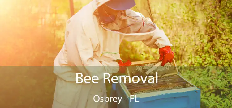 Bee Removal Osprey - FL