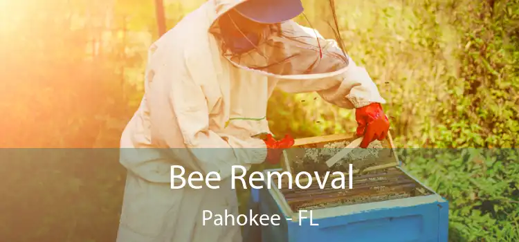  Bee Removal Pahokee - FL