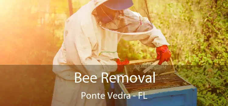 Bee Removal Ponte Vedra - FL