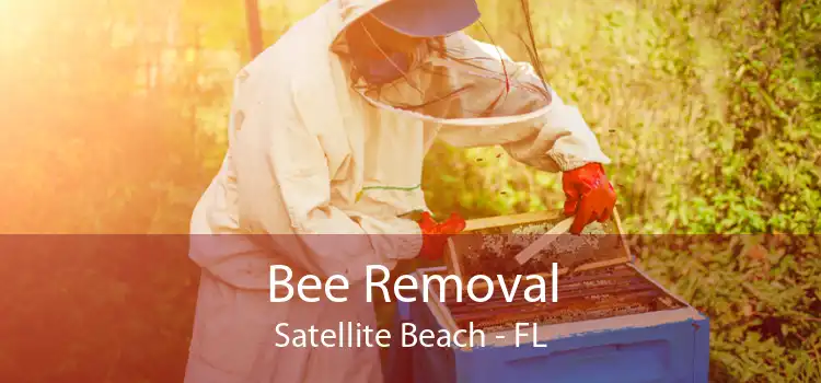 Bee Removal Satellite Beach - FL