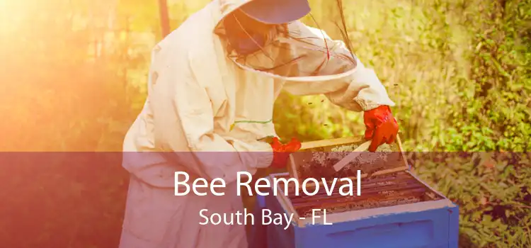 Bee Removal South Bay - FL