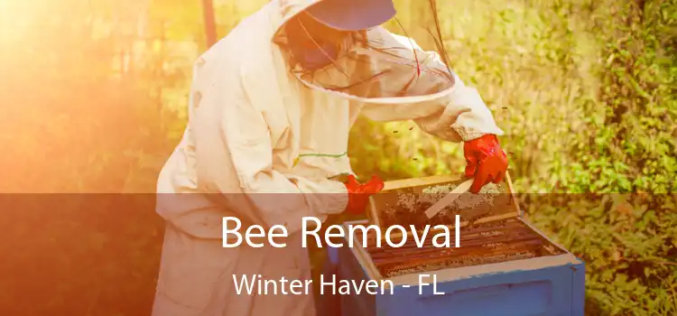 Bee Removal Winter Haven - FL