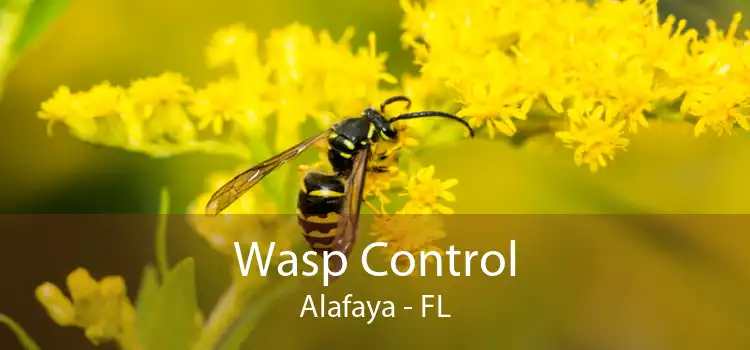 Wasp Control Alafaya - FL