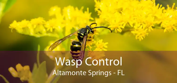 Wasp Control Altamonte Springs - FL