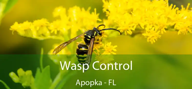 Wasp Control Apopka - FL