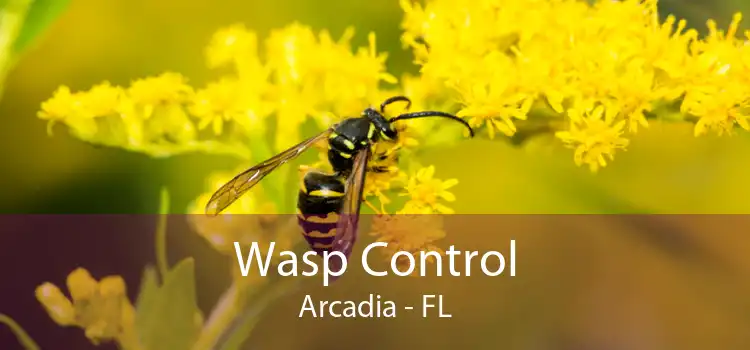 Wasp Control Arcadia - FL