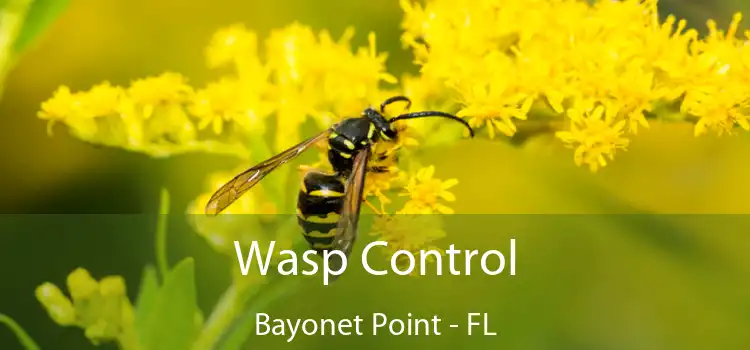 Wasp Control Bayonet Point - FL