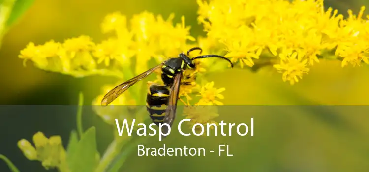 Wasp Control Bradenton - FL