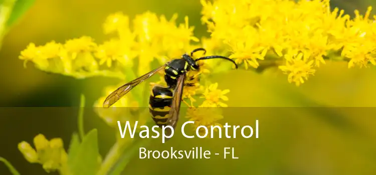 Wasp Control Brooksville - FL