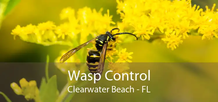 Wasp Control Clearwater Beach - FL