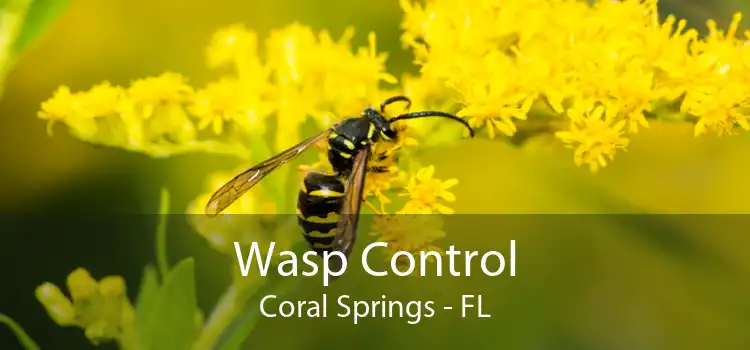 Wasp Control Coral Springs - FL