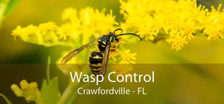 Wasp Control Crawfordville - FL