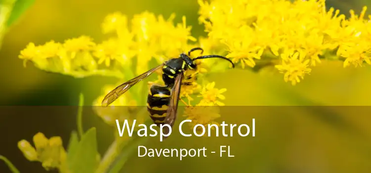 Wasp Control Davenport - FL