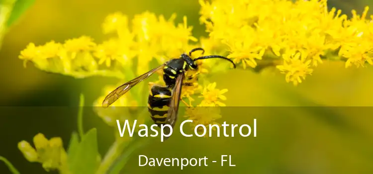 Wasp Control Davenport - FL