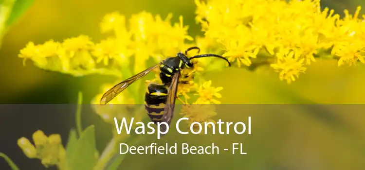 Wasp Control Deerfield Beach - FL