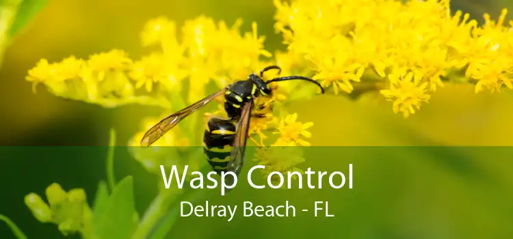 Wasp Control Delray Beach - FL