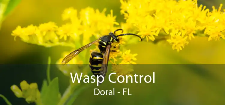 Wasp Control Doral - FL