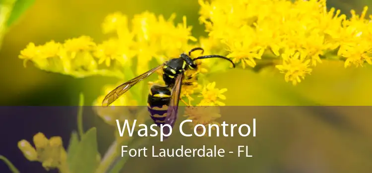 Wasp Control Fort Lauderdale - FL