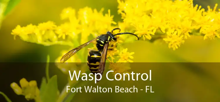 Wasp Control Fort Walton Beach - FL
