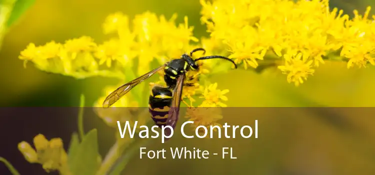 Wasp Control Fort White - FL