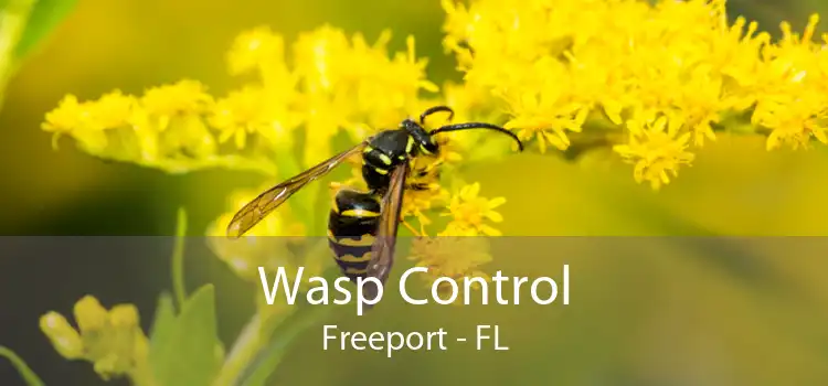 Wasp Control Freeport - FL