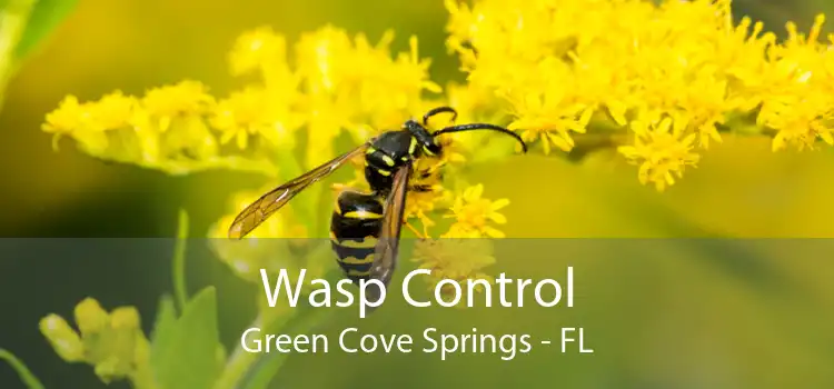 Wasp Control Green Cove Springs - FL