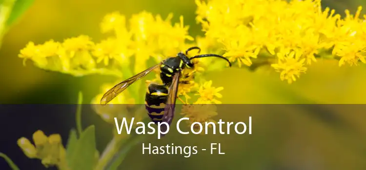 Wasp Control Hastings - FL