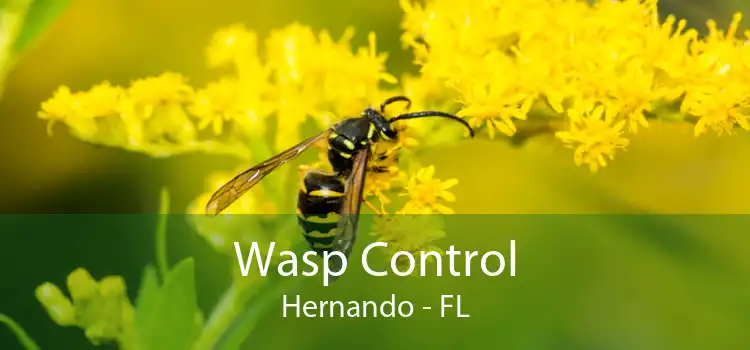 Wasp Control Hernando - FL