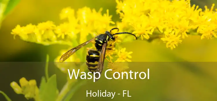 Wasp Control Holiday - FL