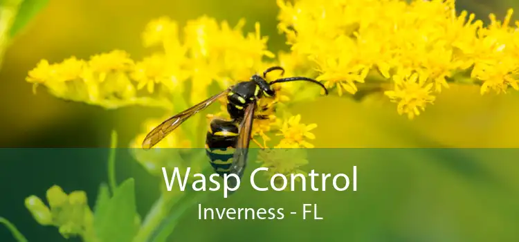 Wasp Control Inverness - FL