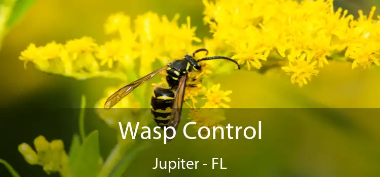 Wasp Control Jupiter - FL