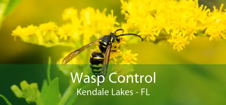 Wasp Control Kendale Lakes - FL