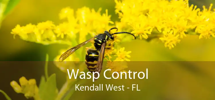 Wasp Control Kendall West - FL