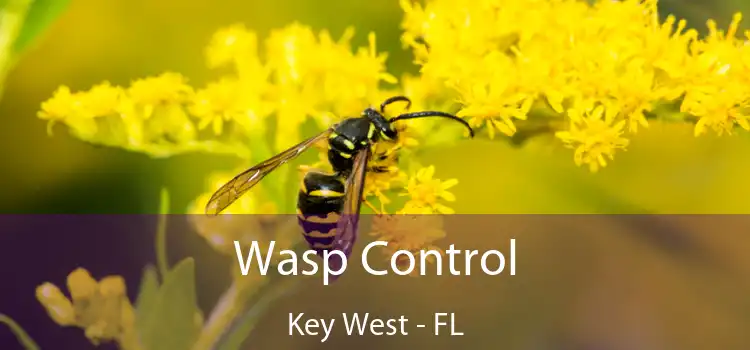 Wasp Control Key West - FL