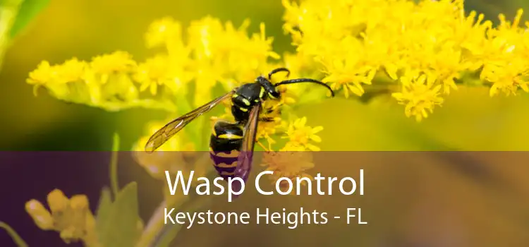 Wasp Control Keystone Heights - FL