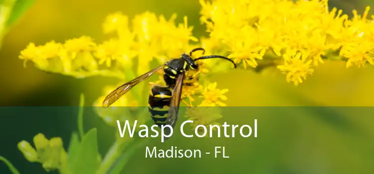 Wasp Control Madison - FL